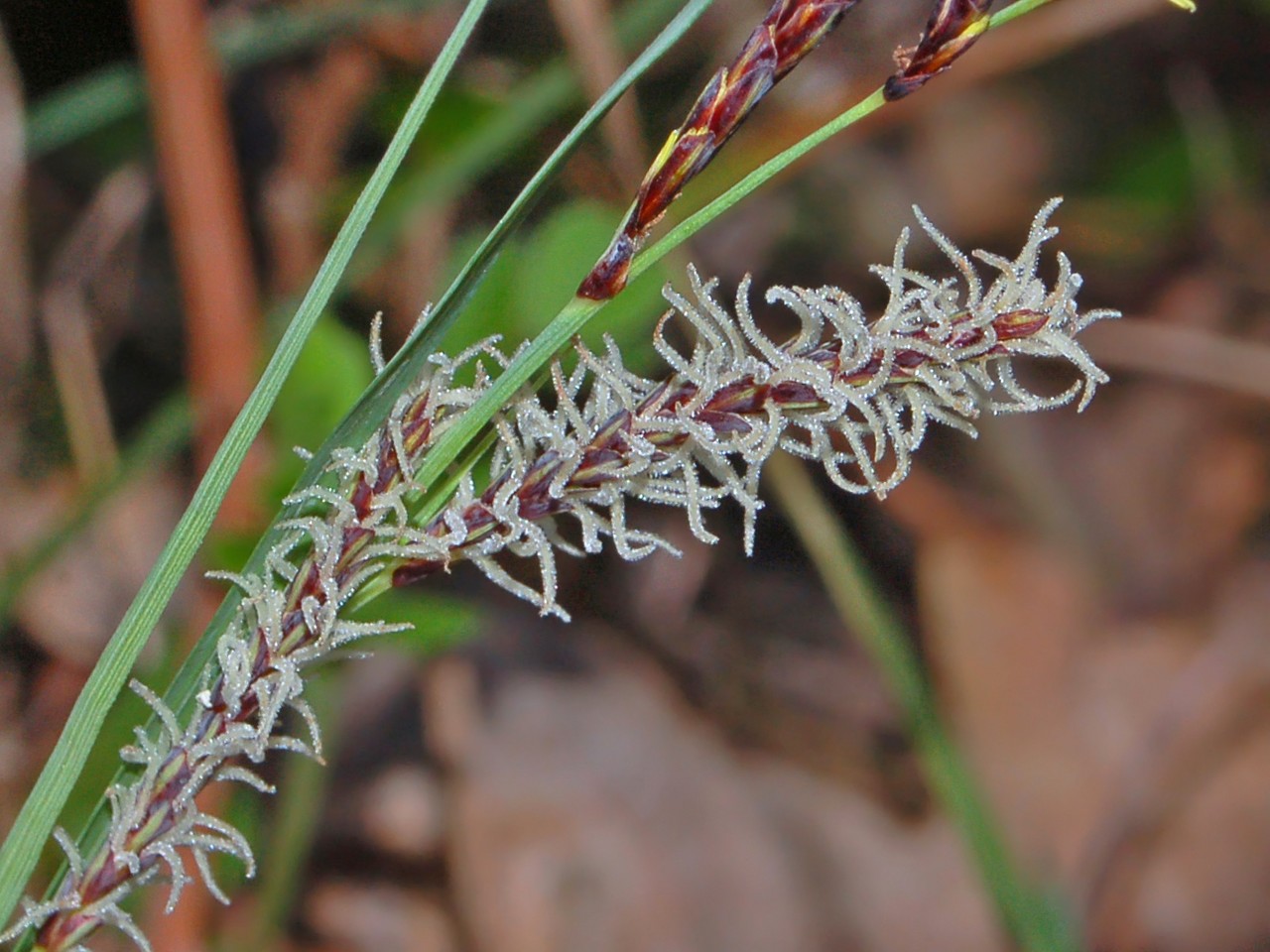 Carex cfr.rostrata